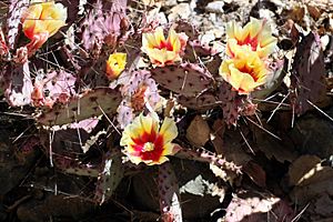 Archivo:Opuntia macrocentra (1)