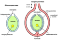 Ovule-Gymno-Angio-es