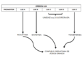 PROMOTOR OPERON luxCDABE