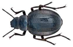 Pimelia sparsa Brullé, 1838 (14149179257).png