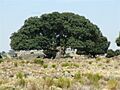 Quercus rotundifolia