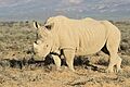 Rhinocerotidae