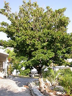 Sapodilla tree.jpg