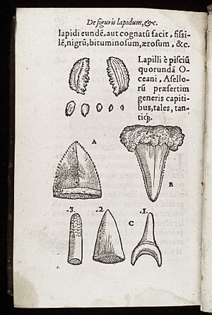 Archivo:Selection of fossil teeth Wellcome L0040374