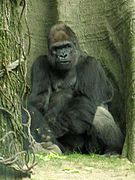 Stavenn Gorilla gorilla 00