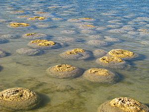 Archivo:StromatolitheAustralie2