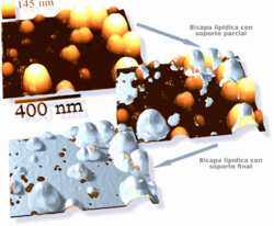 Archivo:Supported Lipid Bilayer and Nanoparticles AFM-es