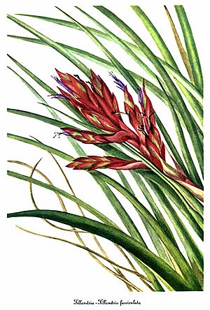 Archivo:Tillandsia fasciculata, by Mary Vaux Walcott