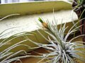 Tillandsia plumosa (43980799)