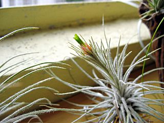 Tillandsia plumosa (43980799).jpg