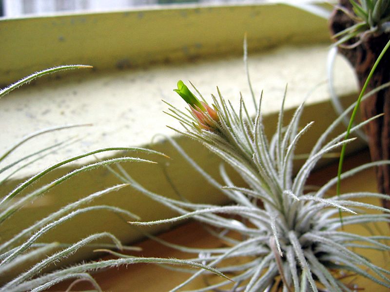 Tillandsia plumosa (43980799)