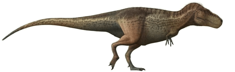 Tyrannosaurus-rex-Profile-steveoc86 (coloured)