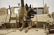 Archivo:U.S. Air Force military working dog Jackson sits on a U.S. Army M2A3 Bradley Fighting Vehicle before heading out on a mission in Kahn Bani Sahd, Iraq, Feb. 13, 2007