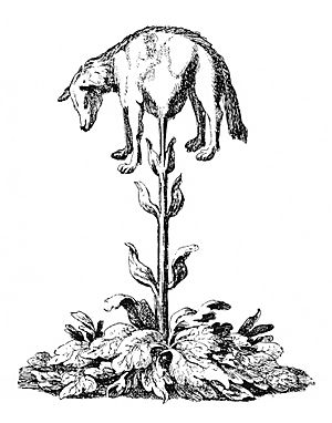 Archivo:Vegetable lamb (Lee, 1887)
