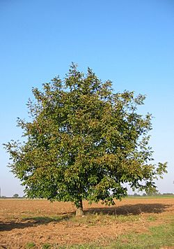 Walnut-tree 20041012 2599.JPG