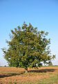 Walnut-tree 20041012 2599