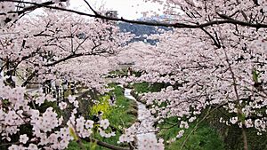 Archivo:Yamaguchi's Ichinosaka river in Spring