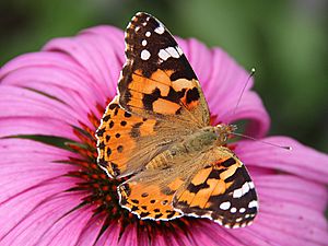 Archivo:0 Belle-dame (Vanessa cardui) - Echinacea purpurea - Havré (3)