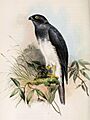 Accipiter haplochrous 1859