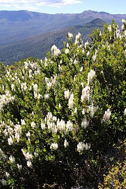 Agastachys odorata habit (BG SA) 6B69.JPG