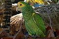 Amazona barbadensis -pet parrot-4