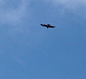 Archivo:Aquila chrysaetos - Juvenile Golden Eagle - Isle of Arran Scotland