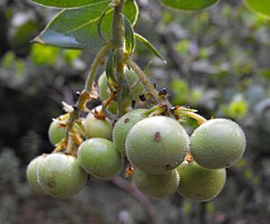 Archivo:Arctocatalinae-fruit