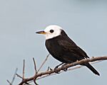 Archivo:Arundinicola leucocephala -Piraju, Sao Paulo, Brasil -male-8