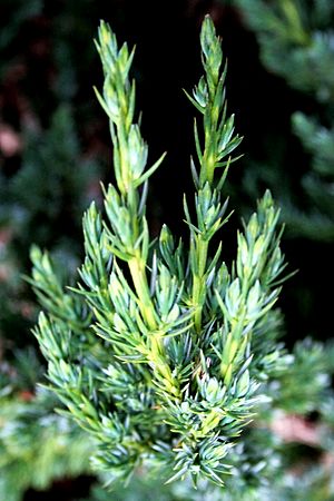 Archivo:Beschuppter Wacholder (Juniperus squamata) 5722