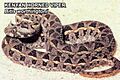 Bitis worthingtoni