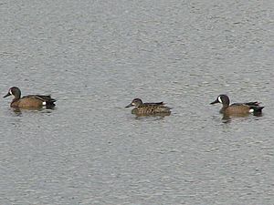 Archivo:Blue-winged Teals, Vancouver