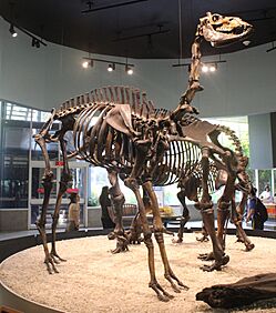 Archivo:Camelops hesternus Page