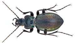 Carabus (Nesaeocarabus) faustus cabrerai Enderlein, 1929 (14293281601).png