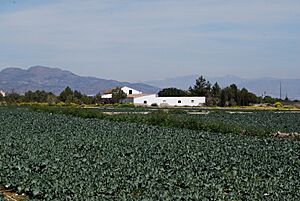 Archivo:Caserio en El Esparragal