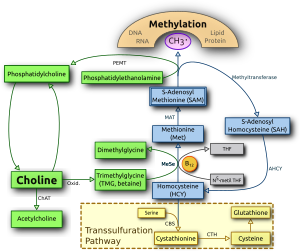 Archivo:Choline metabolism-en