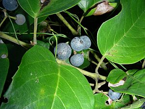 Archivo:Cissus antarctica fruits