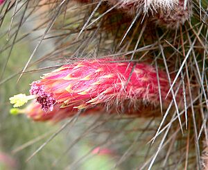 Archivo:Cleistocactus buchtienii 3