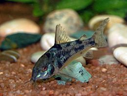 Corydoras paleatus matt.jpg