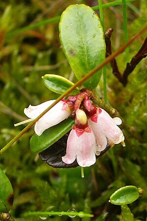 Archivo:Cowberry flowers - geograph.org.uk - 469122