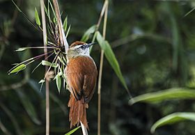 Cranioleuca marcapatae - Marcapata Spinetail (nominate ssp.).jpg