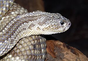 Archivo:Crotalus durissus terrificus (1)