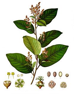Croton eluteria - Köhler–s Medizinal-Pflanzen-195.jpg
