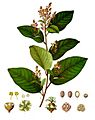 Croton eluteria - Köhler–s Medizinal-Pflanzen-195