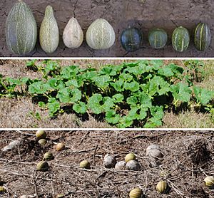 Archivo:Cucurbita maxima subsp. andreana compose