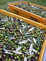 Cultivar leccino