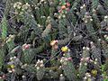 Cylindropuntia californica californica (29)
