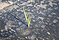 Cyperus rotundus growing through plastic mulching