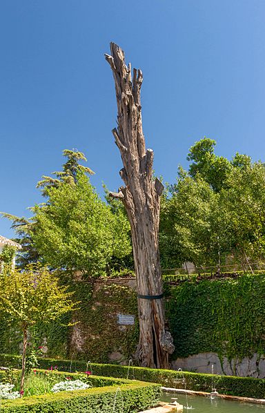 Cyprès Sultane Generalife Granada Spain