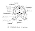 Dimetrodon skull occipital