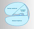 Ductus cochlearis schema esp